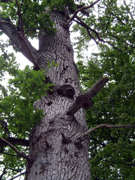 2010 05  Myco avec l' ANY 14